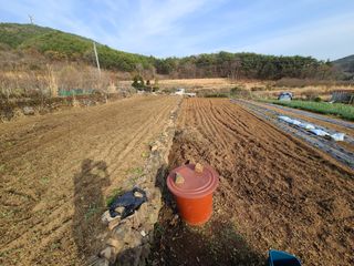 귤22133님의 고추 · 병해충상담 작성글 사진