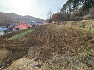 귤22133님의 고추 · 병해충상담 작성글 사진