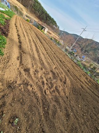 귤22133님의 고추 · 병해충상담 작성글 사진