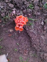 팜모닝 배추·영농일지 게시글 이미지