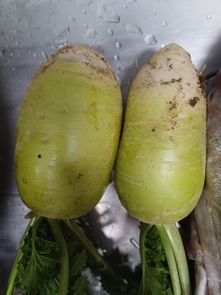 삼성농산님의 자유주제 · 자유게시판 작성글 사진