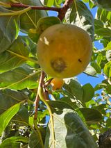 팜모닝 감·병해충상담 게시글 이미지