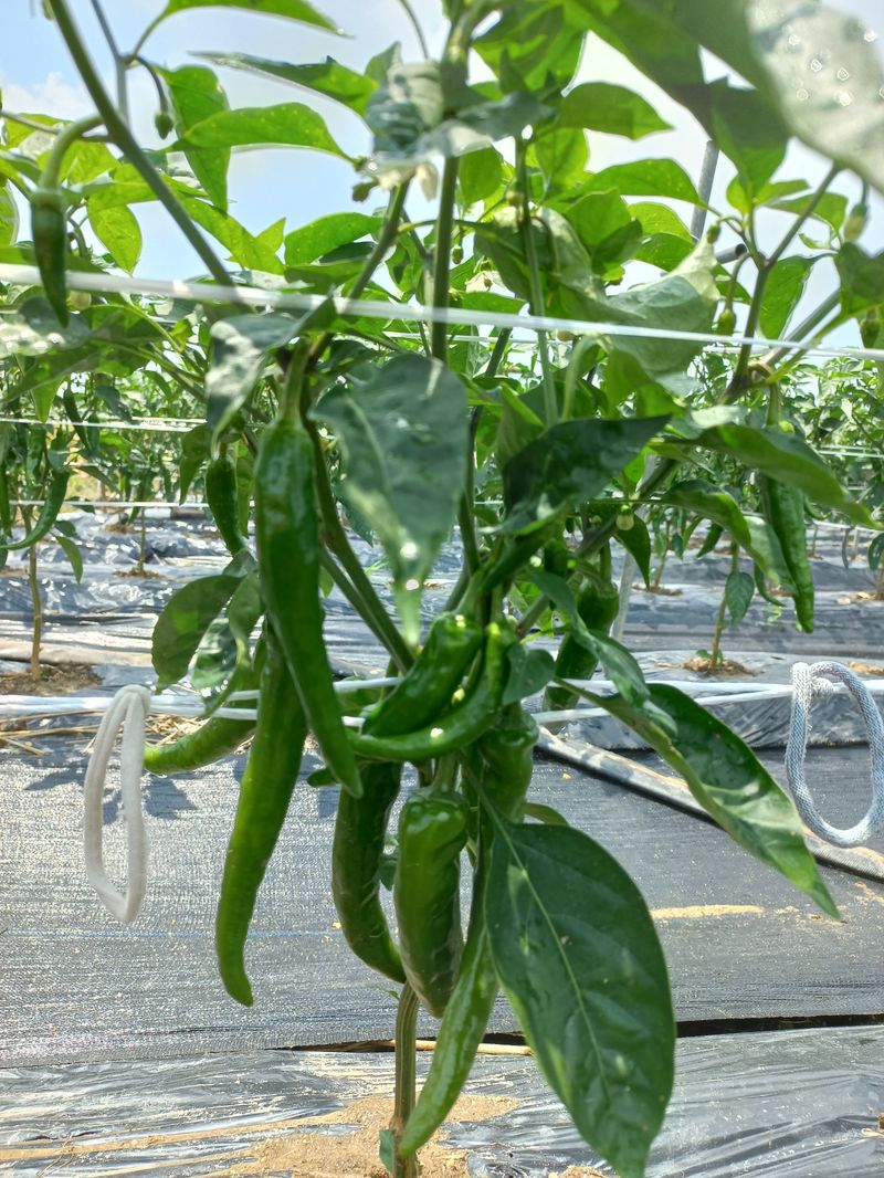 장터 상품 [[네이버 블로그] 블로그를 소개합니다. 돌아돌아님의 블] 썸네일