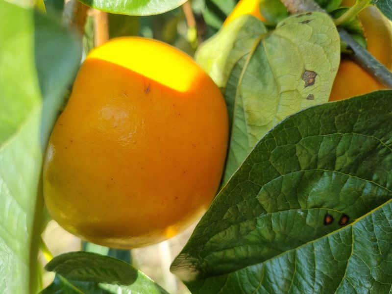 박경민님의 장터 판매 상품 [창녕 부유 단감 판매 3킬로(옵션선택)] 첨부 사진