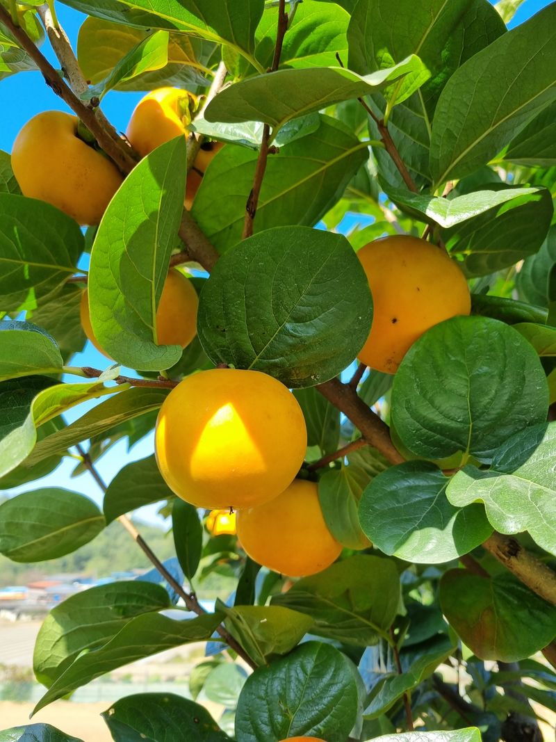 박경민님의 장터 판매 상품 [창녕 부유 단감 판매 3킬로(옵션선택)] 첨부 사진