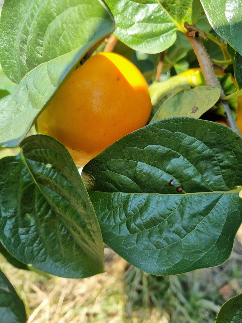 박경민님의 장터 판매 상품 [창녕 부유 단감 판매 3킬로(옵션선택)] 첨부 사진