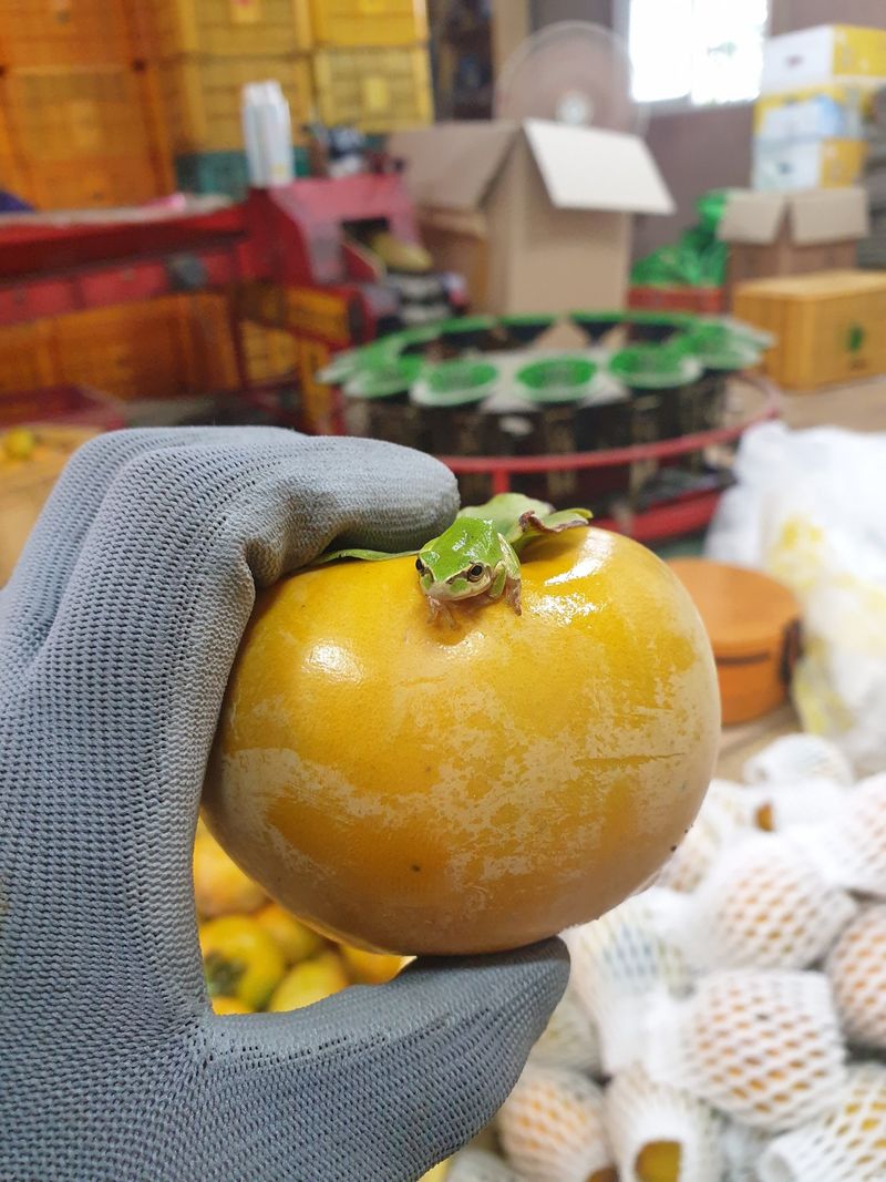 박경민님의 장터 판매 상품 [창녕 부유 단감 판매 3킬로(옵션선택)] 첨부 사진