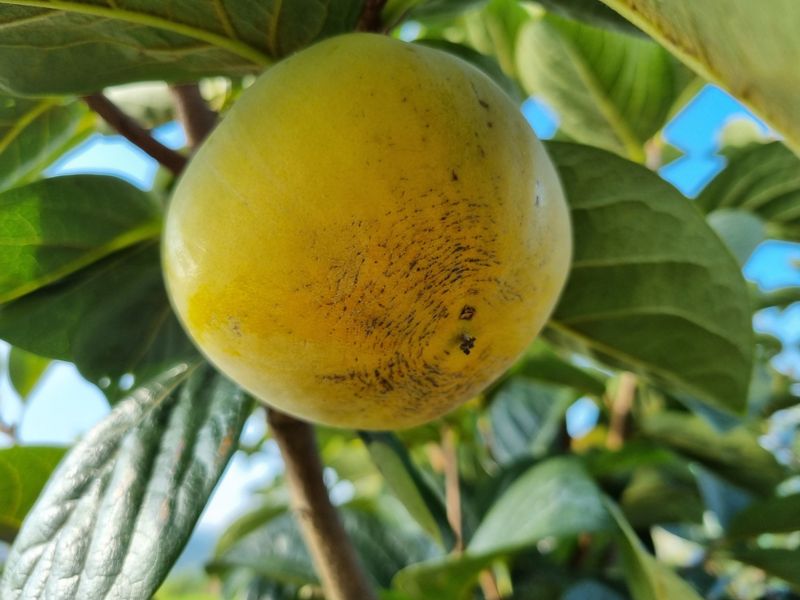 믿고사는농원-송미경님의 장터 판매 상품 [햇 단감 판매 3kg/5kg] 첨부 사진