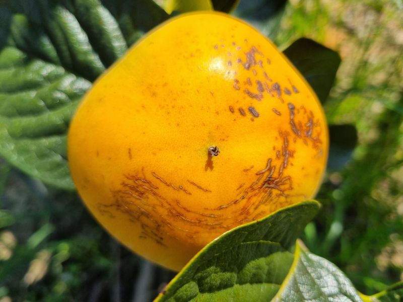 믿고사는농원-송미경님의 장터 판매 상품 [햇 단감 판매 3kg/5kg] 첨부 사진