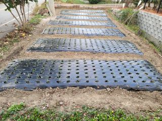 삼례텃밭지기님의 양파 · 자유게시판 작성글 사진