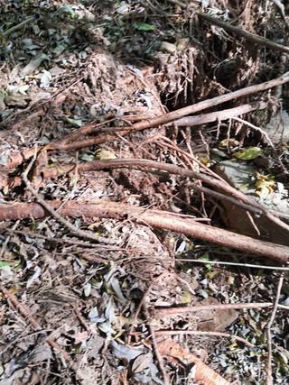 안창영님의 토마토 · 영농일지 작성글 사진