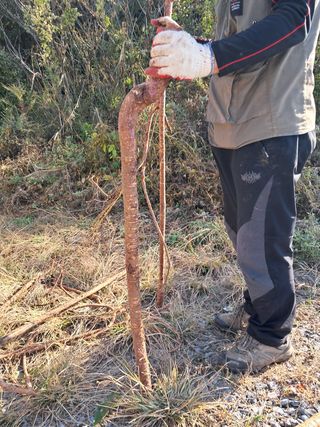 안창영님의 토마토 · 영농일지 작성글 사진