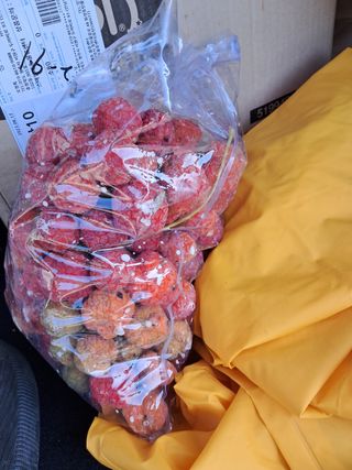 안창영님의 토마토 · 영농일지 작성글 사진