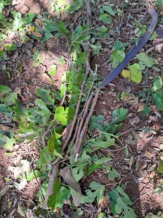 안창영님의 토마토 · 영농일지 작성글 사진