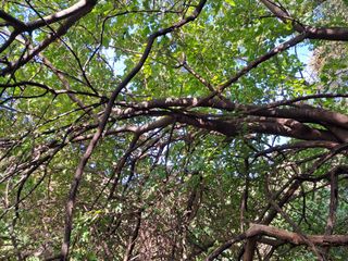 안창영님의 토마토 · 영농일지 작성글 사진