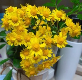 이미옥님의 [팜춘문예] 짧은 시 쓰기 · 참여글 작성글 사진