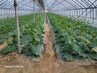 정입분님의 오이 · 자유게시판 작성글 사진
