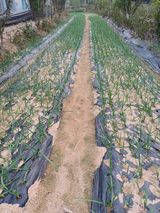 팜모닝 마늘·품종•종자 게시글 이미지