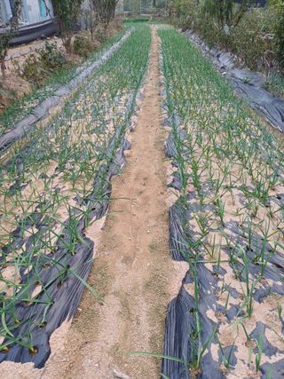 이철우님의 마늘 · 품종•종자 작성글 사진