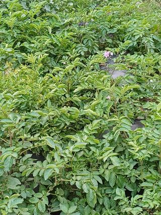 이철우님의 감자 · 자유게시판 작성글 사진