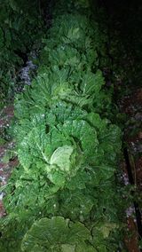 팜모닝 자유주제·자유게시판 게시글 이미지