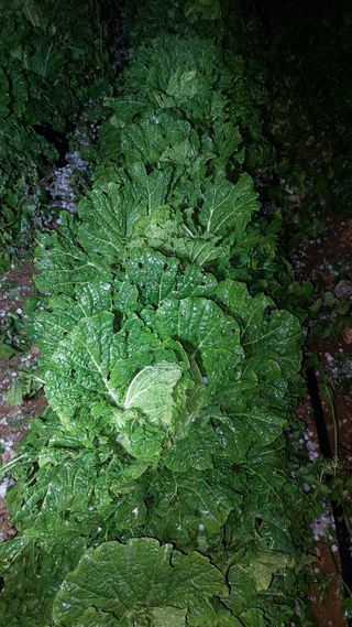 배추님의 자유주제 · 자유게시판 작성글 사진