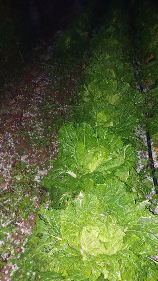 배추님의 자유주제 · 자유게시판 작성글 사진