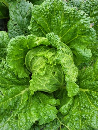 박산숙농부님의 자유주제 · 자유게시판 작성글 사진