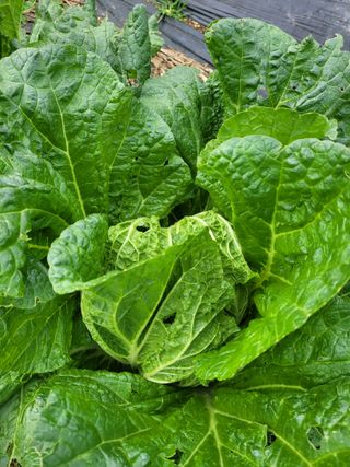 박산숙농부님의 자유주제 · 자유게시판 작성글 사진