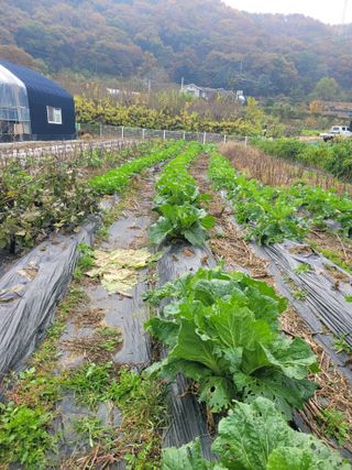 박산숙농부님의 자유주제 · 자유게시판 작성글 사진