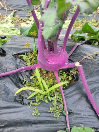 박산숙농부님의 자유주제 · 자유게시판 작성글 사진