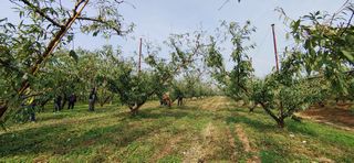 달맛햇복숭아농원님의 복숭아 · 자유게시판 작성글 사진
