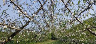 달맛햇복숭아농원님의 복숭아 · 자유게시판 작성글 사진