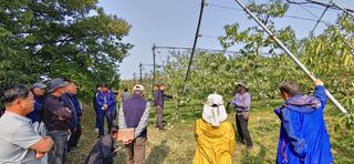 달맛햇복숭아농원님의 복숭아 · 자유게시판 작성글 사진