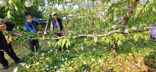 달맛햇복숭아농원님의 복숭아 · 자유게시판 작성글 사진