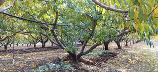 달맛햇복숭아농원님의 복숭아 · 자유게시판 작성글 사진