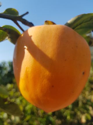 정주님의 [팜춘문예] 짧은 시 쓰기 · 참여글 작성글 사진