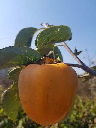 정주님의 [팜춘문예] 짧은 시 쓰기 · 참여글 작성글 사진