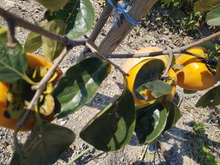 정주님의 [팜춘문예] 짧은 시 쓰기 · 참여글 작성글 사진