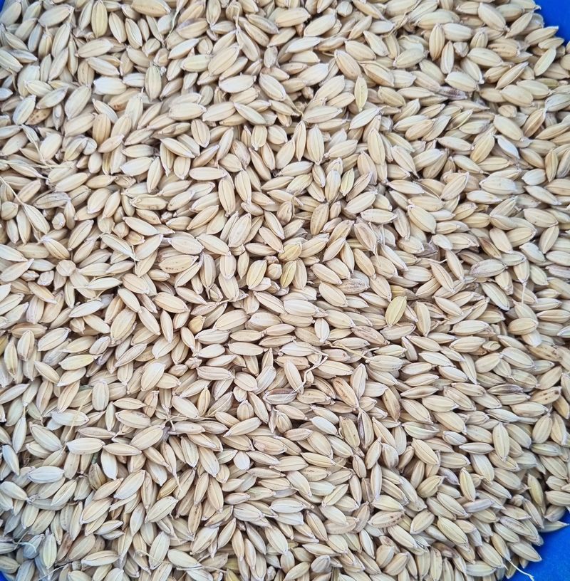 목하농장님의 장터 판매 상품 [신동진쌀 특등 2025년산 20kg] 첨부 사진