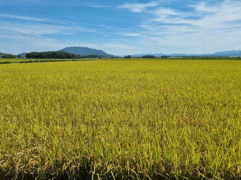 목하농장님의 장터 판매 상품 [신동진쌀 특등 2025년산 20kg] 첨부 사진