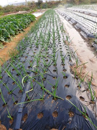 김익중님의 마늘 · 일상 작성글 사진