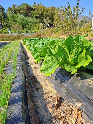 가리온팜 님의 [팜춘문예] 짧은 시 쓰기 · 참여글 작성글 사진