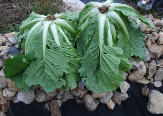 가리온팜 님의 [팜춘문예] 짧은 시 쓰기 · 참여글 작성글 사진