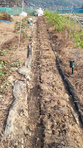 오정식님의 고구마 · 영농일지 작성글 사진