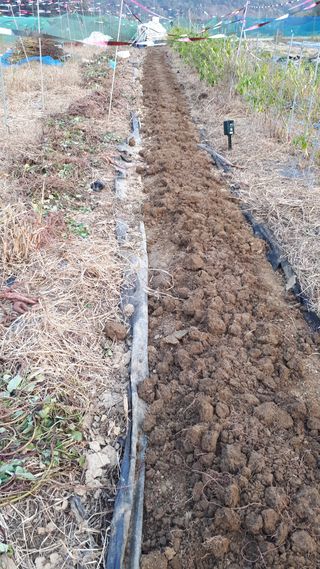 오정식님의 고구마 · 영농일지 작성글 사진