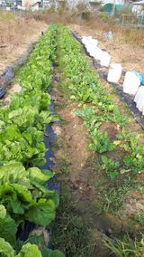 팜모닝 배추·영농일지 게시글 이미지