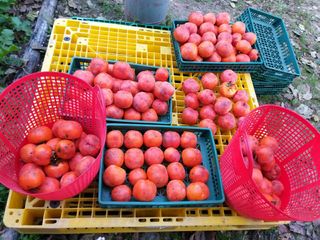 이정희님의 [팜춘문예] 짧은 시 쓰기 · 참여글 작성글 사진