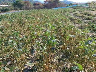 세경농장님의 자유주제 · 자유게시판 작성글 사진
