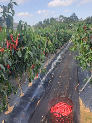 김주희님의 고추 · 영농일지 작성글 사진